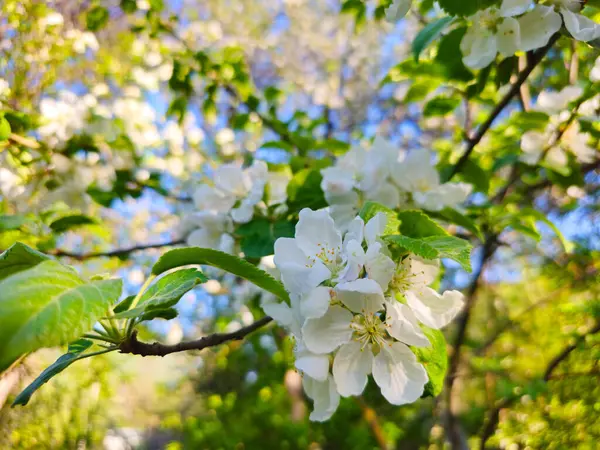 Elma ağacı. Elma ağacı çiçekleri. Bahar çiçeği. Bahar. Kazakistan. Turgen. Kazakistan 'ın Doğası.