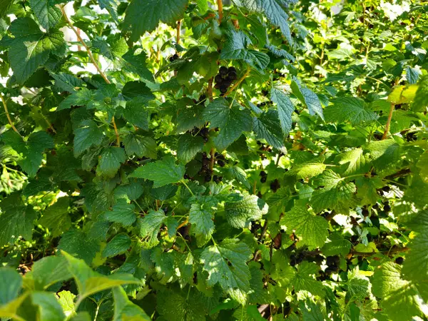 Olgun kuşüzümü. Olgun çilek. Böğürtlen. Frenk üzümü çalısı.