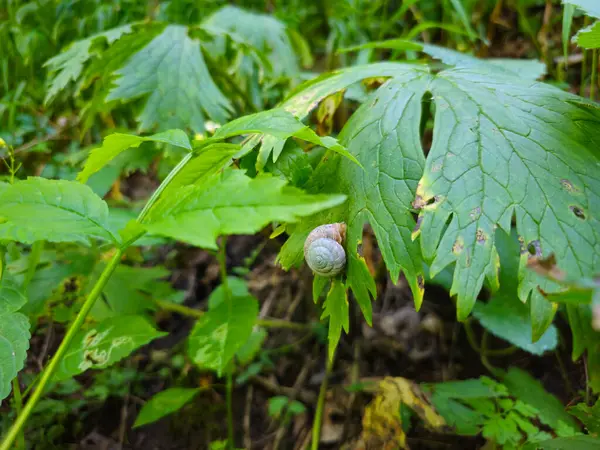 Salyangoz yaprağın üzerinde oturur. Kendi ortamında salyangoz. Yaprakları kapat.