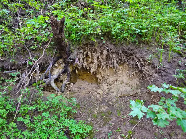 Korunmasız ağaç kökleri. Ormandaki uçurum. Kuru dallar. Ağacın kökleri görünür..