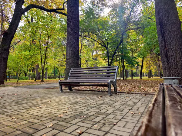 Sonbahar parkında bankta. Ağaçlı ve banklı sonbahar manzarası