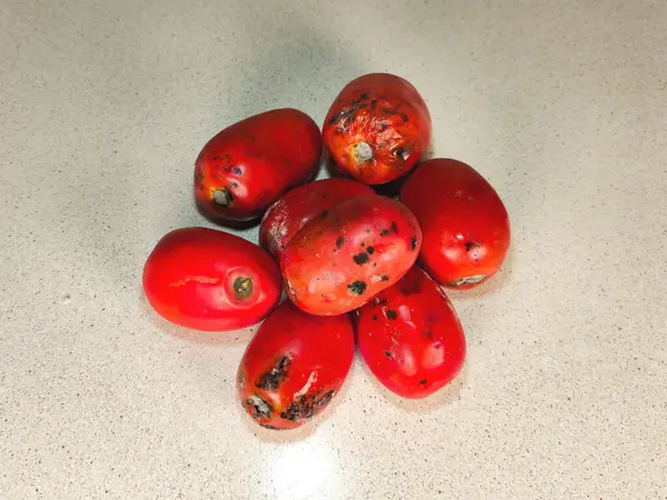 Birkaç çürümüş, kararmış, küflü kırmızı domates. Masada küflü domatesler var..