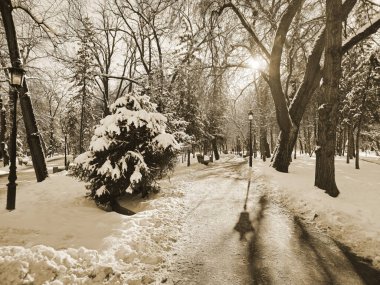 Kış karlı bir parkta, sabahın erken saatlerinde. Sepia. Buz, güneş, kar.