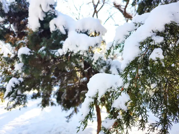Şehirdeki karla kaplı park. Karda ağaçlar, karla kaplı bir ara sokak, sabahın erken saatlerinde, kış güneşi parlıyor. Buz ve güneş, harika bir gün.
