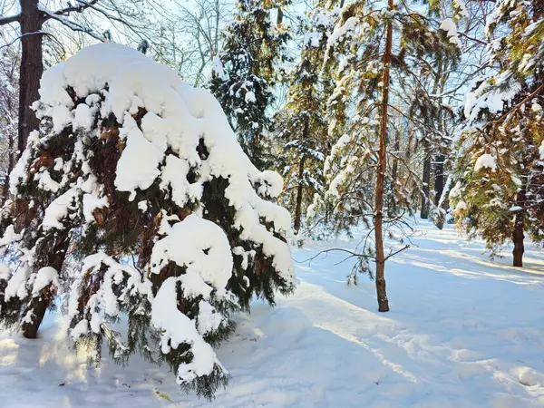 Şehirdeki karla kaplı park. Karda ağaçlar, karla kaplı bir ara sokak, sabahın erken saatlerinde, kış güneşi parlıyor. Buz ve güneş, harika bir gün.