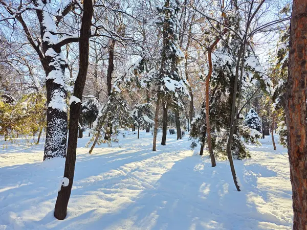 Şehirdeki karla kaplı park. Karda ağaçlar, karla kaplı bir ara sokak, sabahın erken saatlerinde, kış güneşi parlıyor. Buz ve güneş, harika bir gün.