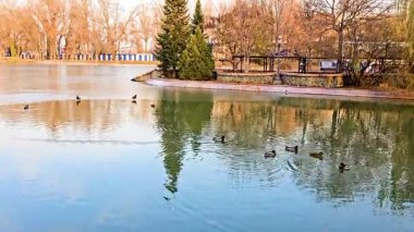 Göldeki parktaki ördekler. Sonbahar parkındaki gölete vahşi ördekler geldi. Parktaki göl, kış için gelen ördeklerle dolu..