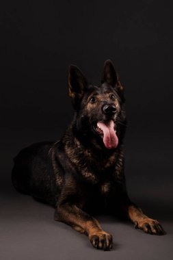 Alman çoban köpeği stüdyo geçmişine karşı.