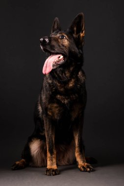 Alman çoban köpeği stüdyoda siyah arka plana karşı.