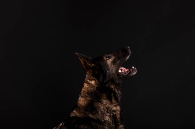 Açık ağızlı köpek siyah arka planda izole edilmiş.