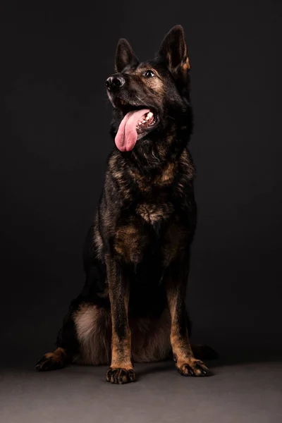 スタジオで黒を背景にしたドイツの羊飼い犬 — ストック写真