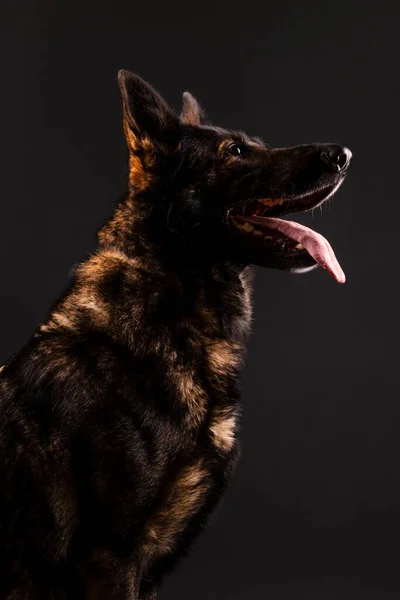 Tysk Herde Hund Mot Svart Bakgrund Studio — Stockfoto