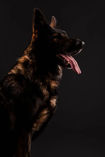 German Shepherd Dog Black Background Studio — Stock Photo, Image