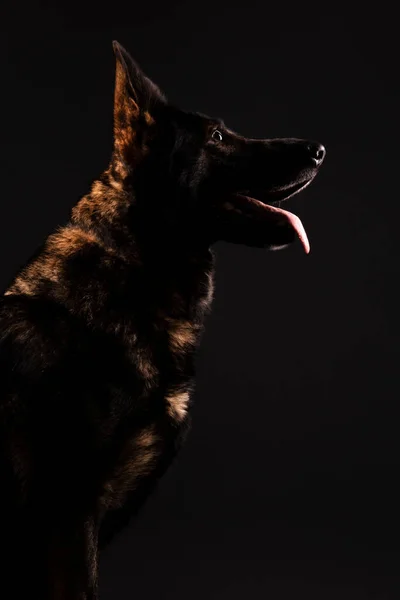 Γερμανικό Τσοπανόσκυλο Μαύρο Φόντο Στο Στούντιο — Φωτογραφία Αρχείου