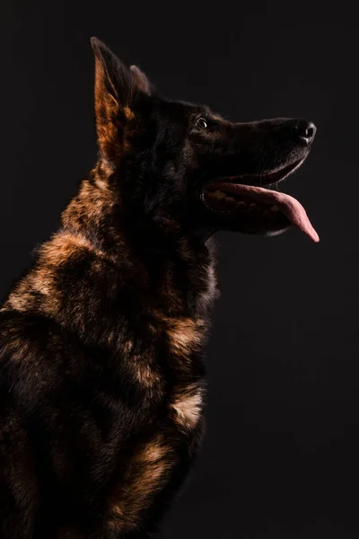 Schäferhund Vor Schwarzem Hintergrund Studio — Stockfoto