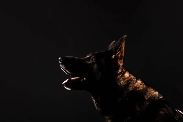 Tysk Herde Hund Mot Svart Bakgrund Studio — Stockfoto