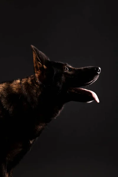 Duits Herder Hond Tegen Zwarte Achtergrond Studio — Stockfoto