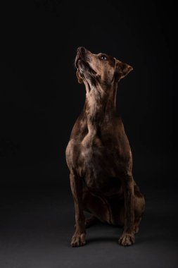 Güzel bir Louisiana Catahoula leopar köpeğinin portresi.