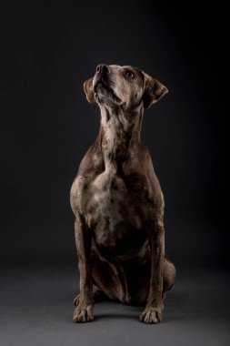 Güzel bir Louisiana Catahoula leopar köpeğinin portresi.