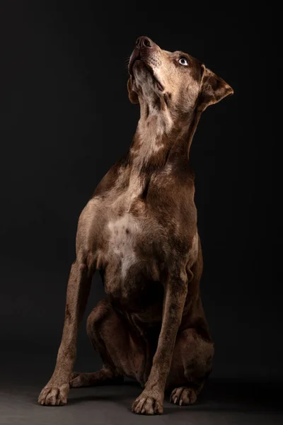 stock image portrait of a beautiful Louisiana Catahoula leopard dog isolated on dark background