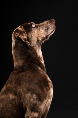 Güzel bir Louisiana Catahoula leopar köpeğinin portresi.