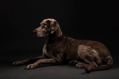 Güzel bir Louisiana Catahoula leopar köpeğinin portresi.