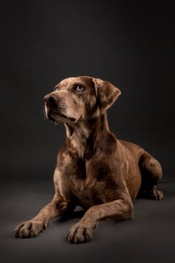 Güzel bir Louisiana Catahoula leopar köpeğinin portresi.