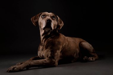 Güzel bir Louisiana Catahoula leopar köpeğinin portresi.