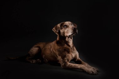 Güzel bir Louisiana Catahoula leopar köpeğinin portresi.