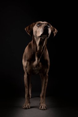 Güzel bir Louisiana Catahoula leopar köpeğinin portresi.