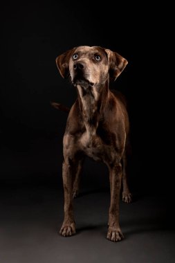 Güzel bir Louisiana Catahoula leopar köpeğinin portresi.