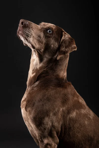 stock image portrait of a beautiful Louisiana Catahoula leopard dog isolated on dark background