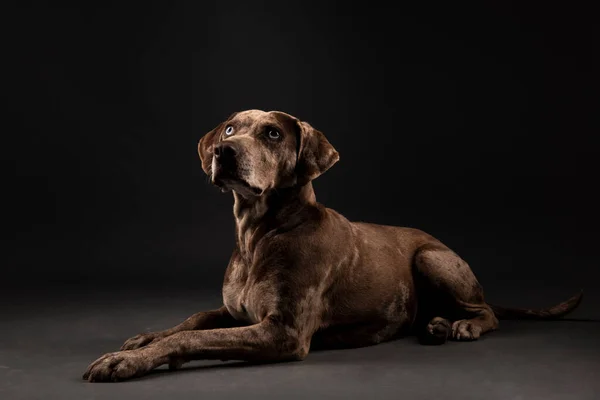 Πορτρέτο Ενός Όμορφου Σκύλου Λεοπάρδαλης Της Λουιζιάνα Catahoula Απομονωμένο Σκούρο — Φωτογραφία Αρχείου