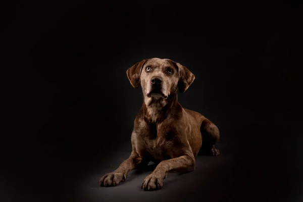 Portret Van Een Prachtige Louisiana Catahoula Luipaard Hond Geïsoleerd Donkere — Stockfoto