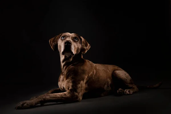 Πορτρέτο Ενός Όμορφου Σκύλου Λεοπάρδαλης Της Λουιζιάνα Catahoula Απομονωμένο Σκούρο — Φωτογραφία Αρχείου