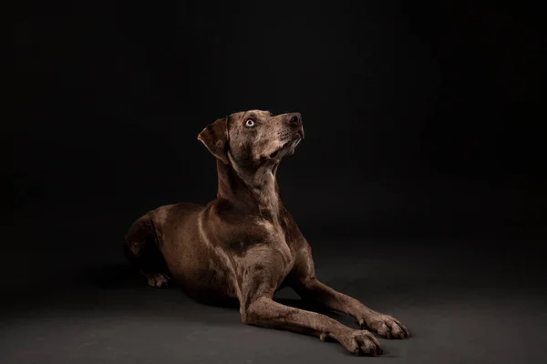 美しいルイジアナの肖像 Catahoulaヒョウの犬は暗い背景に隔離されました — ストック写真