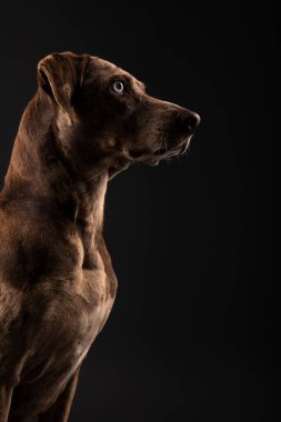 Güzel bir Louisiana Catahoula leopar köpeğinin portresi.