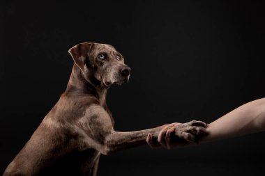 Sahibinin portresi, güzel Louisiana Catahoula leopar köpeğine elini uzatıyor ve karanlık arka planda soyutlanıyor.