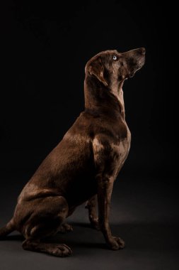 Güzel bir Louisiana Catahoula leopar köpeğinin portresi.