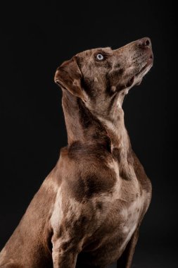 Güzel bir Louisiana Catahoula leopar köpeğinin portresi.