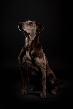 Güzel bir Louisiana Catahoula leopar köpeğinin portresi.