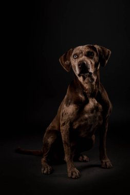 Güzel bir Louisiana Catahoula leopar köpeğinin portresi.