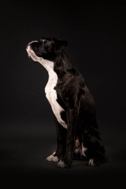 young boxer dog in studio