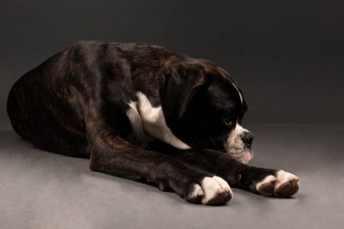 young boxer dog in studio