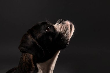 young boxer dog in studio