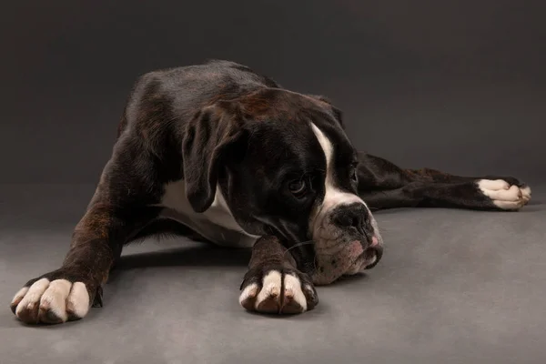 young boxer dog in studio