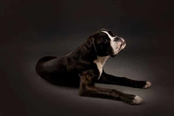 young boxer dog in studio