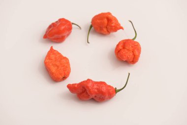 Hottest chile peppers Capsicum chinense isolated on white background. 