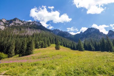 Podhale and Tatra Mountains. Photos was taken in summer. Poland, Malopolskie 