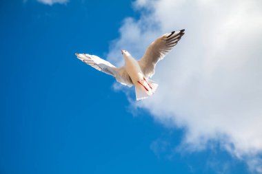 Seagulls on the beach (Baltic Sea, Poland)